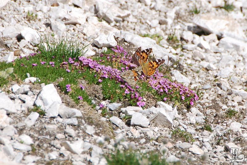 PaleDiSanMartino-036.JPG
